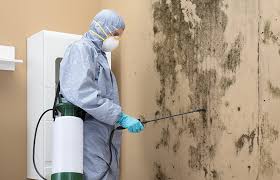 Best Mold Documentation for Insurance Claims  in Ithaca, NY